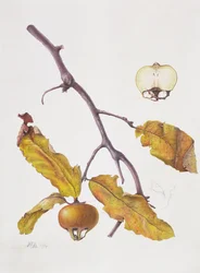 Néflier, 1995
